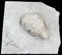 Cystoid (Holocystites) Fossil On Limestone - Indiana #44609-1
